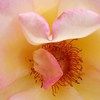 nosentherose